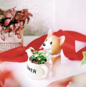 Chậu Corgi ôm bình