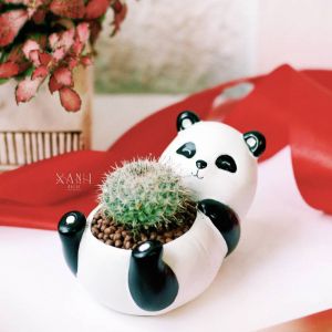 Chậu gấu trúc